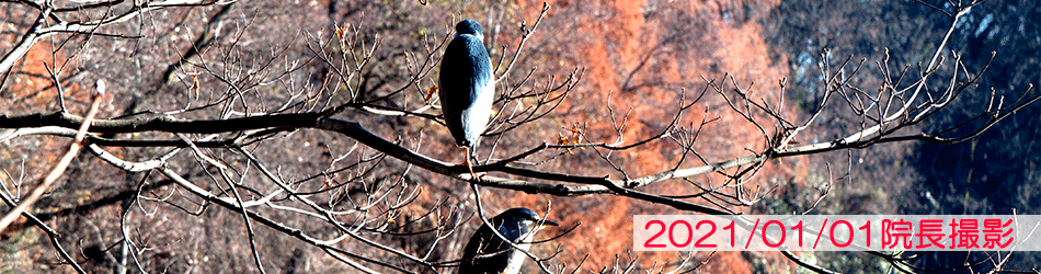 石神井公園ひろクリニック 物忘れ ものわすれ 外来 高次脳機能外来 神経内科 一般内科 石神井公園駅西口から徒歩3分
